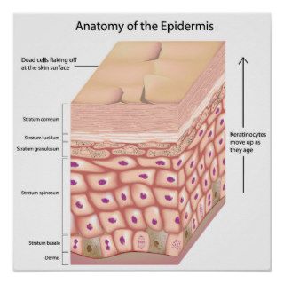 3d anatomy of the epidermis Poster