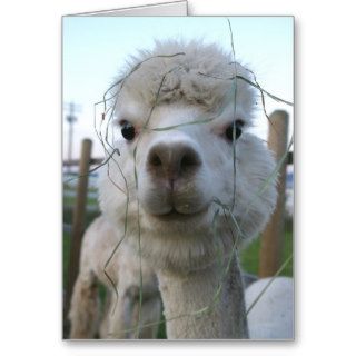 Alpaca Greeting Card #52