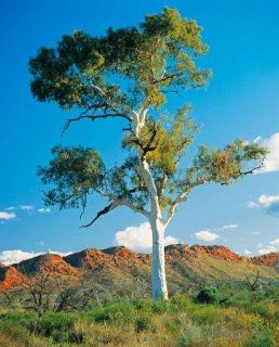 Vertical Wall Decals Ghost Gum (corymbia Aparrerinja (syn Eucalyptus Papuana) against Western Macdonnell Ranges near Alice Spring   24 inches x 19 inches   Peel and Stick Removable Graphic  