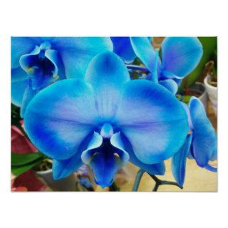 Blue Orchid Print