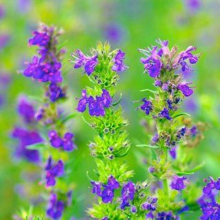 200+ Hyssop Seeds By Seed Needs  Herb Plants  Patio, Lawn & Garden