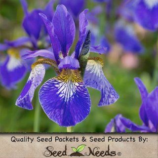 70 Seeds, Wild Iris "Royal Blue" (Iris missouriensis) Seeds by Seed Needs  Flowering Plants  Patio, Lawn & Garden