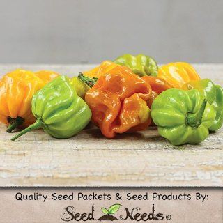 20 Seeds, Hot Pepper "Mustard Habanero" (Capsicum annuum) Seeds By Seed Needs  Vegetable Plants  Patio, Lawn & Garden