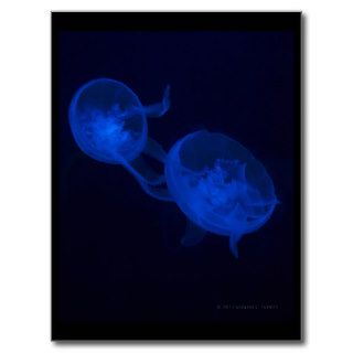 Jellyfish Magic Post Card
