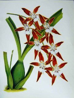 C1979 Orchids Flowers Odontoglossum Nevadense Orange   Prints