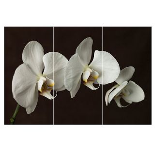 Graham & Brown Chocolate Orchid printed canvas wall art