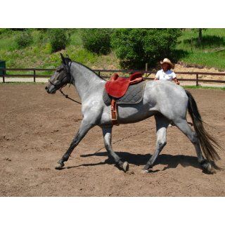 Training the Gaited Horse From the Trail to the Rail Gary Lane 9781438944302 Books