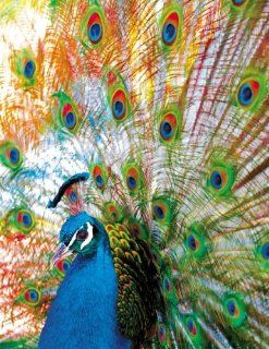 Proud Peacock 500 Piece Jigsaw Puzzle Toys & Games