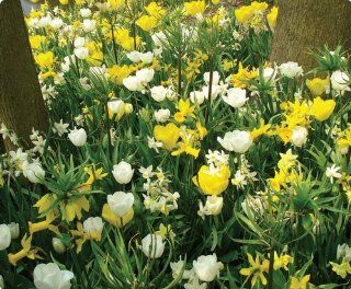 Item# 10156   (20 Bulbs) Sun & Moon Garden   Unique Flower Mix   Flower Garden     FALL PLANTING   SPRING FLOWERS    Flowering Bulbs Include Yellow Tulips, Daffodils, and Crocus combined with White Tulips, Dutch Iris and Glory of the Snow will provide