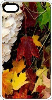 Fall Leaves In Kentucky Clear Plastic Case for Apple iPhone 4 or iPhone 4s Cell Phones & Accessories