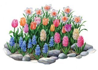 (34 Bulbs) Spring Herald Flower Garden     FALL PLANTING    SPRING FLOWERS    Flowering Bulbs Include Daffodil Delnashaugh, Pastel Tulip Mix, Hyacinth Pink Frosting, Hyacinth White Pearl, & Hyacinth Delft Blue.    Amazing Seeds for Your Flower Garden 