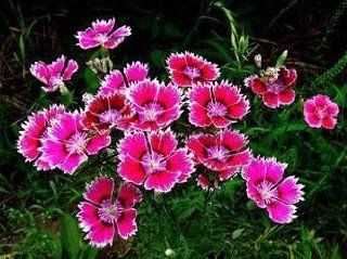 SD1500 0495 Shall Bud Carnation Seeds, Mixed Colors Flower Seeds (180 Seeds)  Flowering Plants  Patio, Lawn & Garden