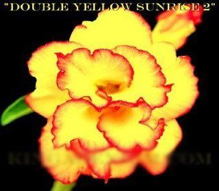 20 samen Wstenrose samen adenium obesum samen "no102 DOUBLE YELLOW SUNRISE 2" Garten