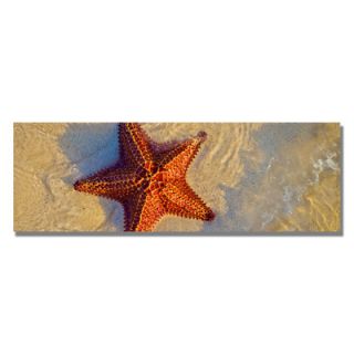 Trademark Fine Art Starfish by Preston Photographic Print on Canvas