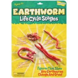 Earthworm Life Cycle Stages  ™ Shopping