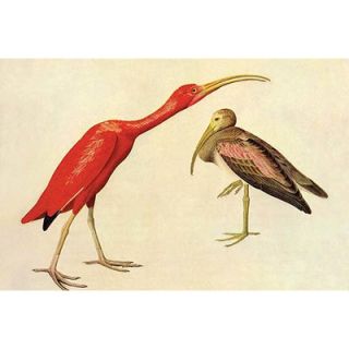 Scarlet Ibis by John James Audubon Painting Print by Buyenlarge
