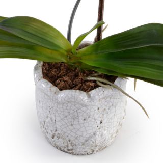 Faux Phalaenopsis Orchid in Pot by New Growth Designs