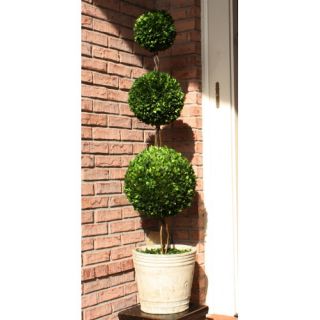 Boxwood Triple Ball Topiary in Pot by Mills Floral
