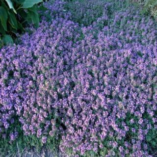 OnlinePlantCenter 3 in. Coccineus Creeping Red Thyme Plant T1321CL