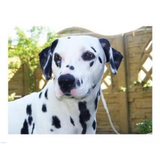 Dalmatian Portrait Poster Print (10 x 8)