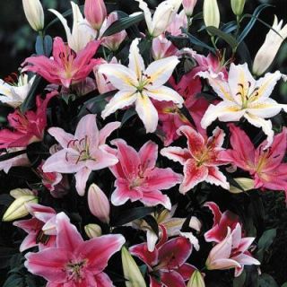 Oriental Lily Mixed Dormant Bulbs (12 Pack) 70229