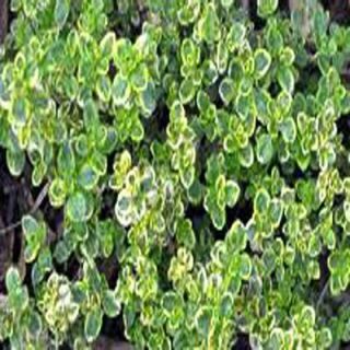 OnlinePlantCenter 3.5 in. Lemon Thyme Culinary Herb Plant H3513CL