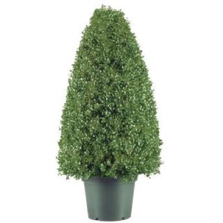 National Tree Company 30 in. Boxwood Artificial Tree in Dark Green Round Plastic Urn LBX4 30