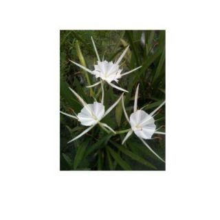 4 in. Spider Lily Potted Bog/Marginal Pond Plant BP   Spider Lily