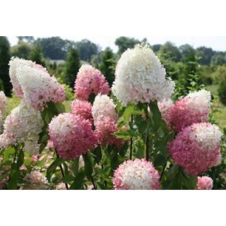 Proven Winners 3 Gal. Zinfin Doll ColorChoice Hardy Hydrangea HYDPRC1113135