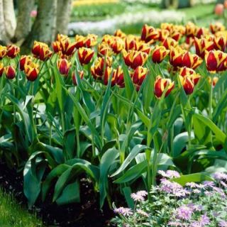 Tulip Gavota Dormant Bulbs (20 Pack) DISCONTINUED 70156