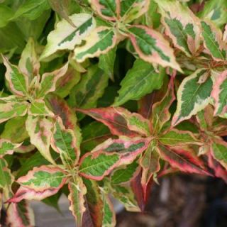 Proven Winners My Monet ColorChoice Weigelia 4.5 in. Quart WEIPRC1037800