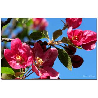 Trademark Fine Art Kathie McCurdy Apple Blossoms Canvas Art   Home