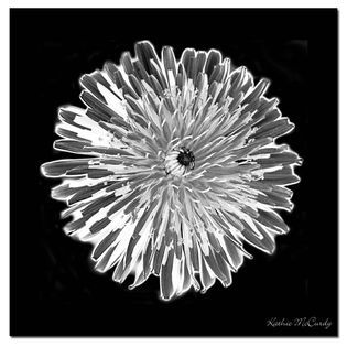 Trademark Fine Art Kathie McCurdy Dandelion Black & White 35 x 35