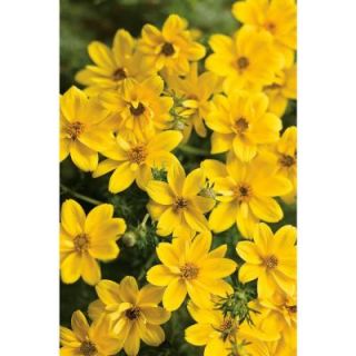 Proven Winners Goldilocks Rocks Bidens 4.25 in. Grande BIDPRW1047520