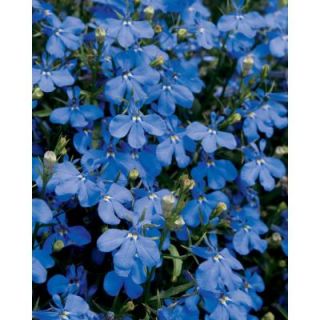 Proven Winners Lucia Dark Blue Lobelia 4.25 in. Grande LOBPRW2047520