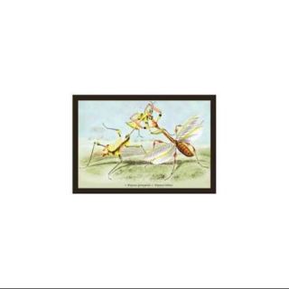 Insects Empusa Gonaylodes And E. Lobines Print (Unframed Paper Poster Giclee 20x29)