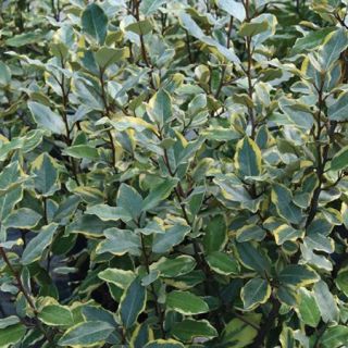 Olive Martini&trade; Elaeagnus PP#20177