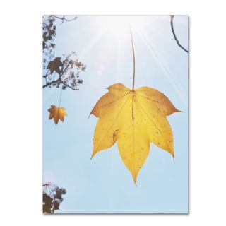 Kurt Shaffer Autumn Leaf in the Sun Canvas Art