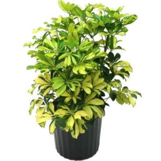 Delray Plants Schefflera Trinette in 8 3/4 in. Pot 10TRI