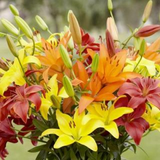 Longfield Gardens Lily Asiatic Sunset Mix Flowering Bulb (9 Pack) 20000085