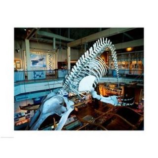 Humpback whale skeleton hanging in a museum, Hawaii Maritime Center, Honolulu, Oahu, Hawaii, USA Poster Print (24 x 18)