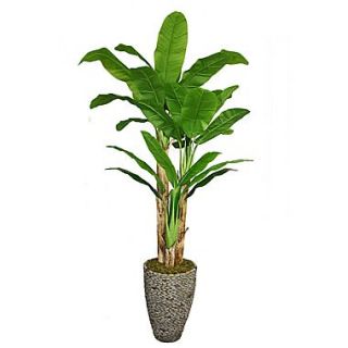 Laura Ashley 86 Banana Tree With Real Touch Leaves in 16 Fiberstone Planter