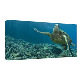 Maui Turtle Stony by Chris Doherty Oversized Wrapped Canvas Wall Art