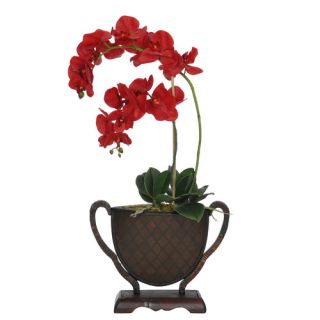 Winward Designs Glass Vase with Small Orchid Phalaenopsis
