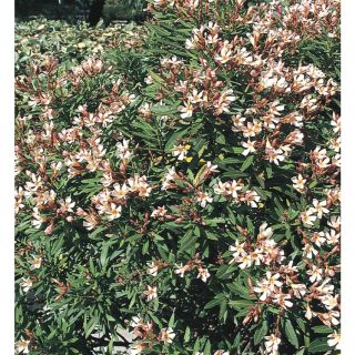 3.43 Gallon Mixed Petite Oleander Flowering Shrub (L10435)