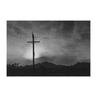 Birds On Wire, Evening Print (Unframed Paper Poster Giclee 20x29)