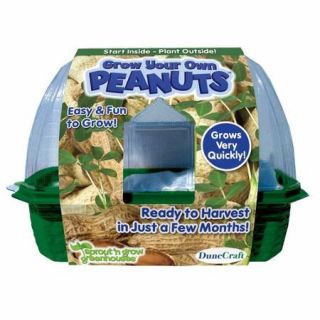 Grow Your Own Peanuts Plant Kit
