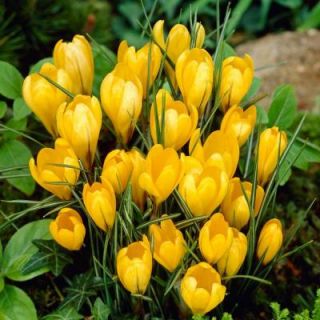 Bloomsz Crocus Bulbs Yellow Mammoth Flower Bulb (20 Pack) 07503
