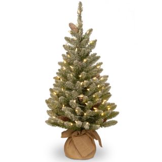 Snowy Concolor Fir Small Tree in Burlap   16719445  