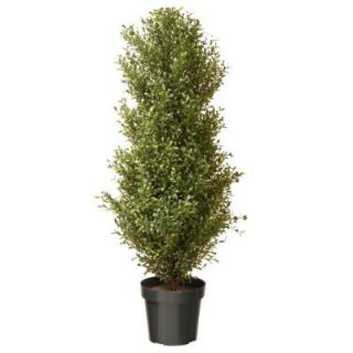 National Tree Company 48 in. Argentea Plant with Round Green Growers Pot LAR4 700 48